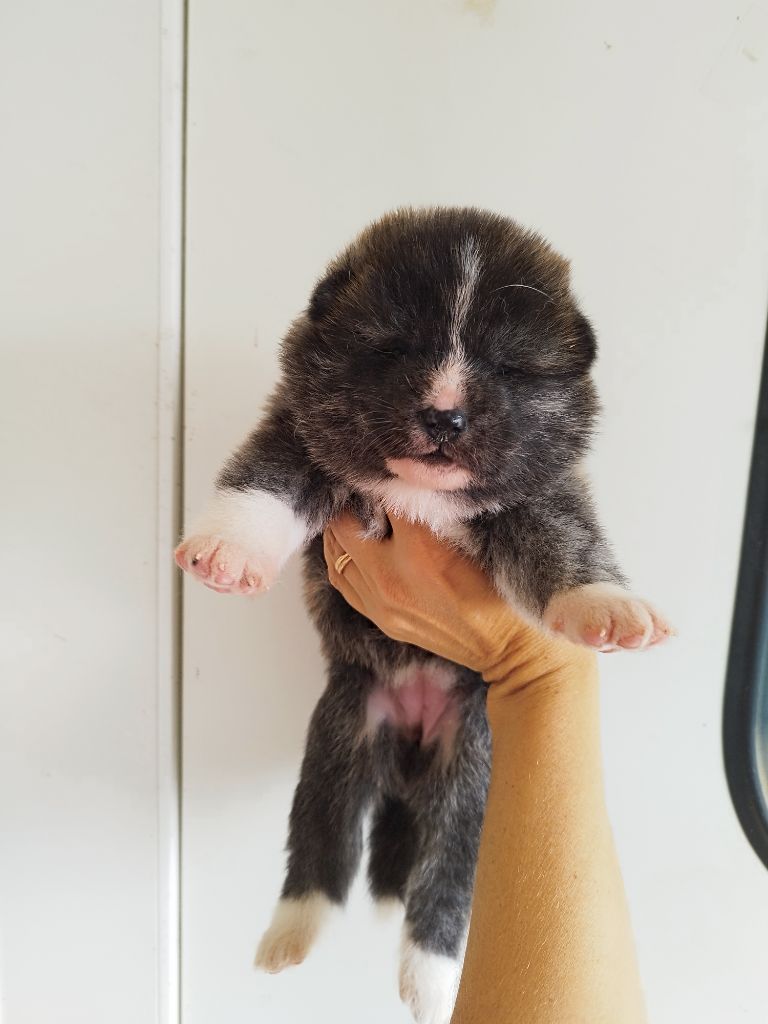 Du Mont Sacré - Chiots disponibles - Akita