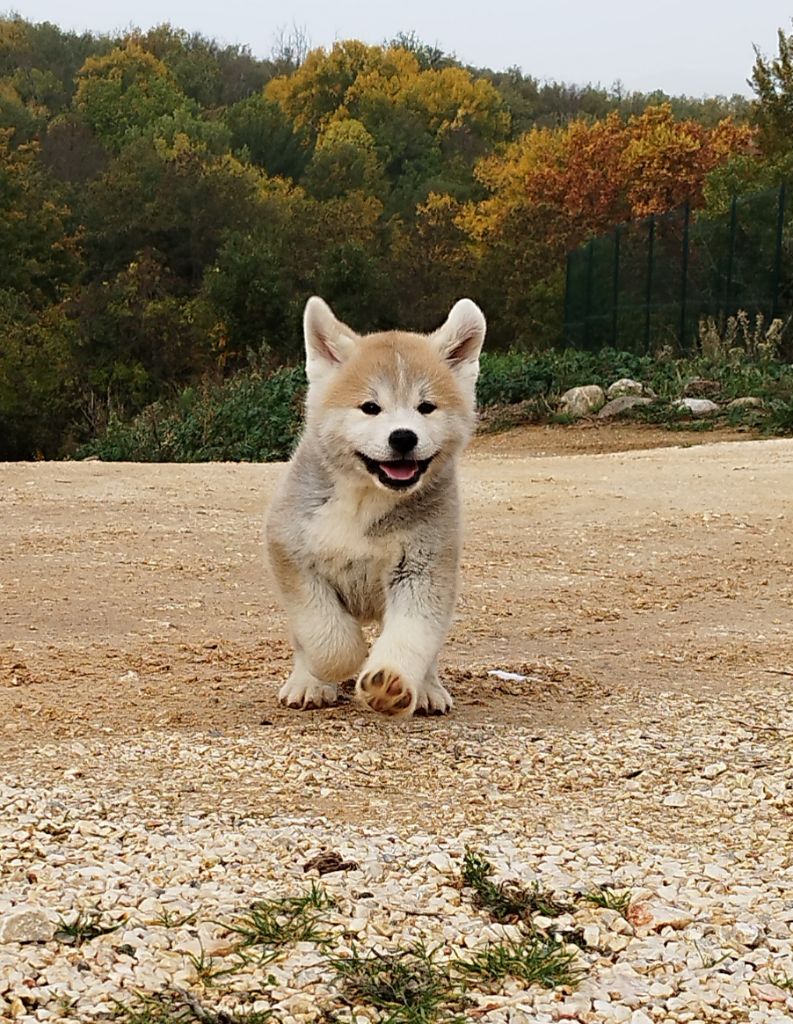 Du Mont Sacré - Chiots disponibles - Akita