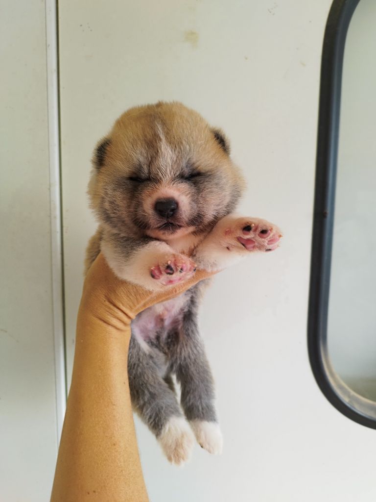 Du Mont Sacré - Chiots disponibles - Akita