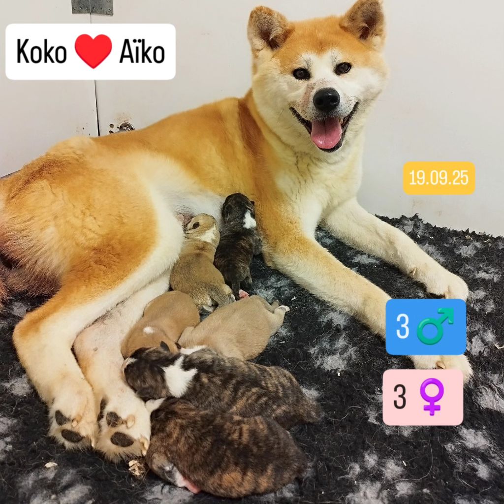 Chiot Akita Du Mont Sacré