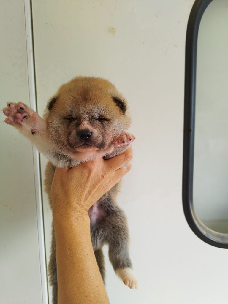 Du Mont Sacré - Chiots disponibles - Akita